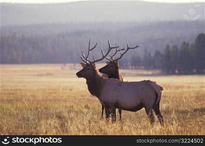 Two Elk in Yellowstone