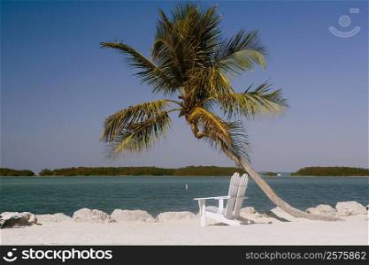 Two empty adirondack chairs and a palm tree on the beach