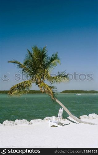 Two empty adirondack chairs and a palm tree on the beach