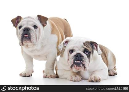 Two English Bulldog dogs over white background, one standing, other laying