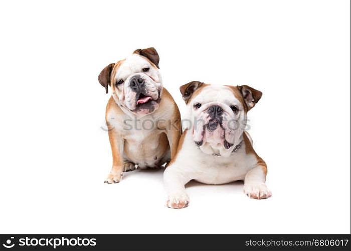 two English bulldogs. two English bulldogs in front of a white background