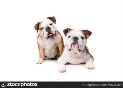 two English bulldogs. two English bulldogs in front of a white background
