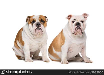 two English Bulldogs. two English Bulldogs sitting on front of a white background