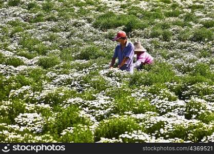 Two farm workers working in flower field, Xidi, Anhui Province, China
