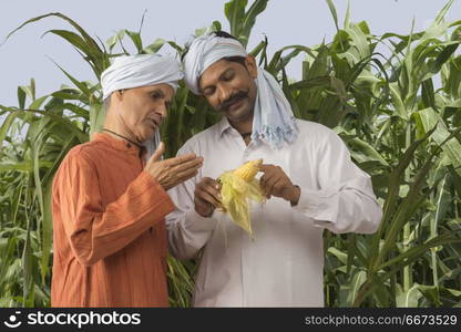 Two farmers checking quality of corn in field