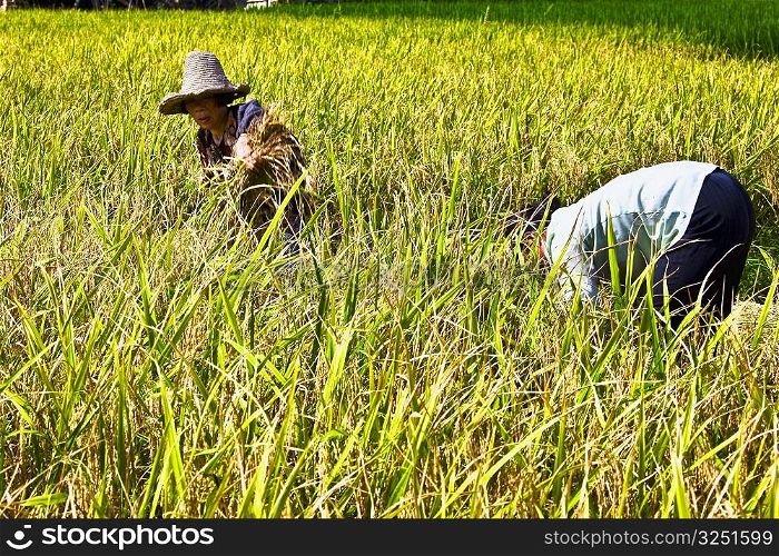 Two farmers working in a rice paddy field, Xingping, Yangshuo, Guangxi Province, China