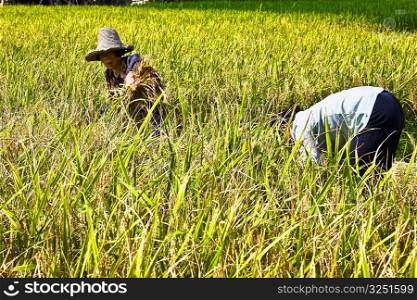 Two farmers working in a rice paddy field, Xingping, Yangshuo, Guangxi Province, China