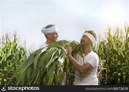 Two farmers working in agriculture farm