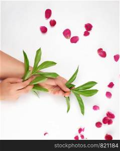 two female hands and burgundy blooming peonies on a white background, fashionable concept for hand skin care, anti-aging care, spa treatments