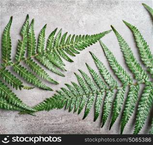 Two fern leaves on gray rustic concrete background , top view