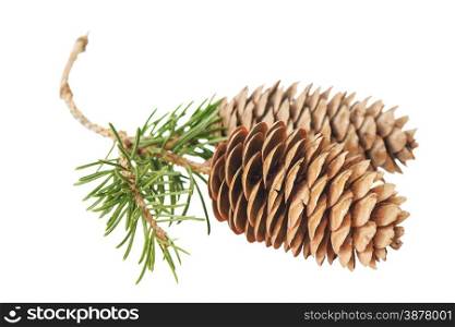 Two fir cones on a branch isolated on white background
