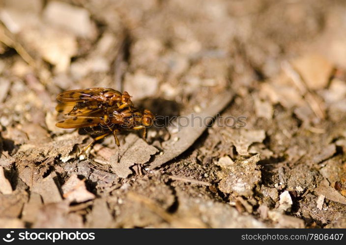 Two flies mating. Two yellow brown japanese flies mating on a forest floor