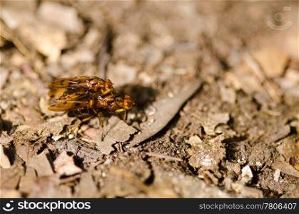 Two flies mating. Two yellow brown japanese flies mating on a forest floor