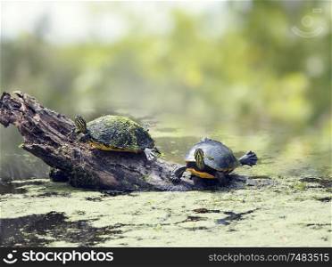 Two Florida turtles sunning in wetlands