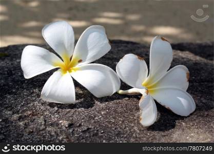 Two flowers of magnolia under tree on the stone in Sri Lanka