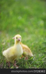 two fluffy chicks walks in green grass
