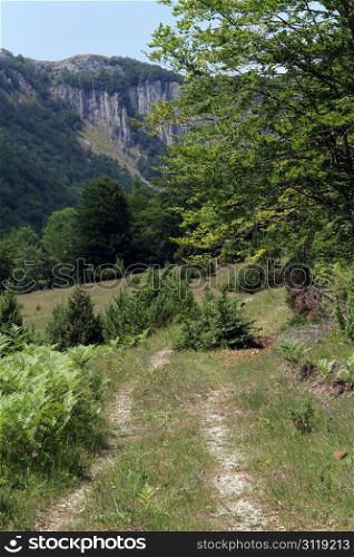Two footpaths near tree in mountain, montenegro