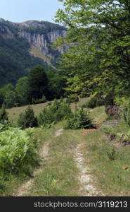 Two footpaths near tree in mountain, montenegro