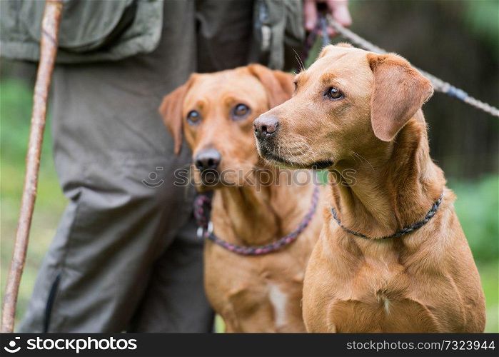 Two fox red working labradors