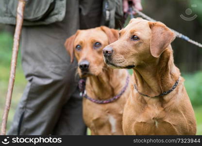 Two fox red working labradors