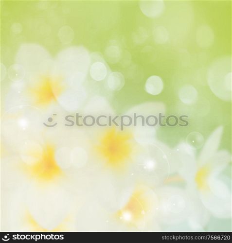 two frangipani flowers isolated on white background