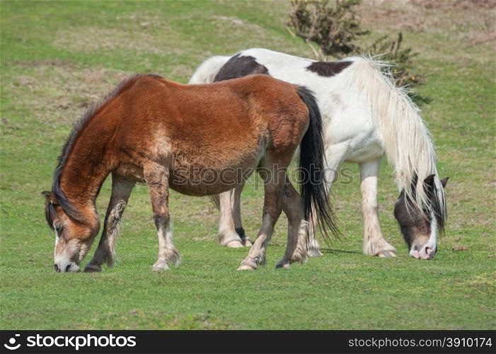two free roaming welsh ponies grazing on moorland