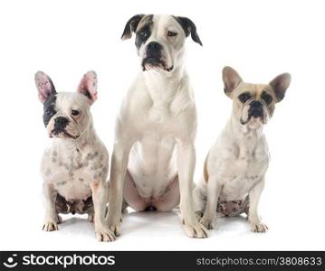 two french bulldogs and a purebred american bulldog on a white background