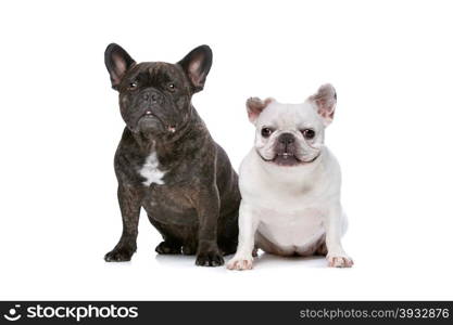 two French bulldogs. two French bulldogs sitting in front of a white background