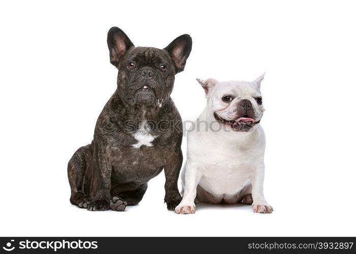 two French bulldogs. two French bulldogs sitting in front of a white background