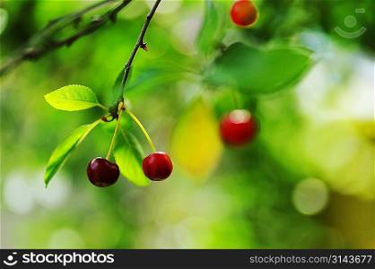 two fresh and sweet cherries on tree.