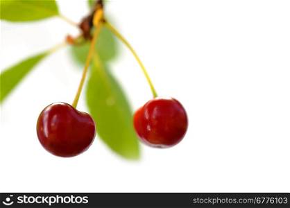 two fresh and sweet cherries on tree.