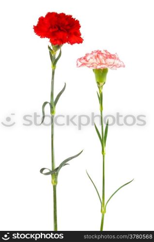two fresh carnation on a white background