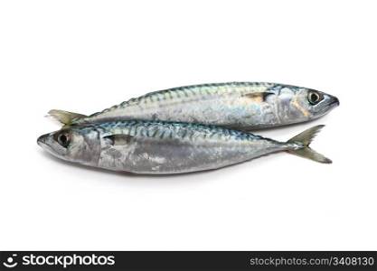 two fresh mackerel fish over white background