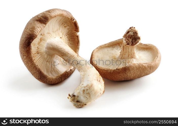 Two fresh shiitake mushrooms isolated on white background