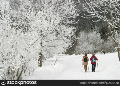 Two friends explore the land of frozen trees, Lake Bled, Slovenia.