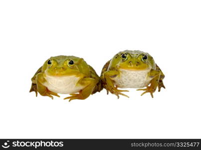 two frogs