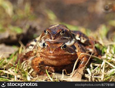 Two frogs on a grass in the spring