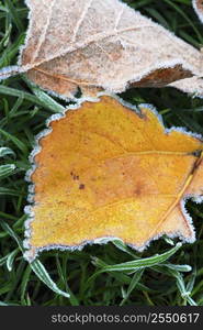 Two frosty fallen leaves lying on frozen grass on a cold fall morning