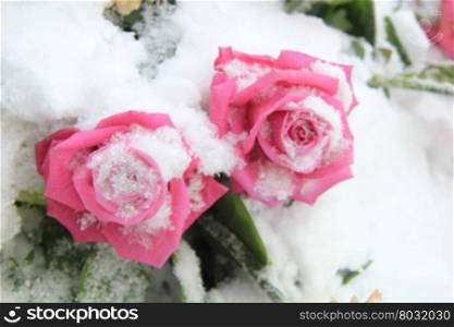 Two fuchsia pink roses in the snow, winter scene