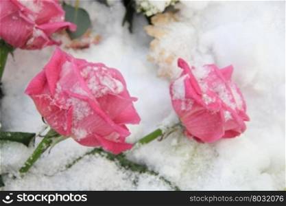 Two fuchsia pink roses in the snow, winter scene