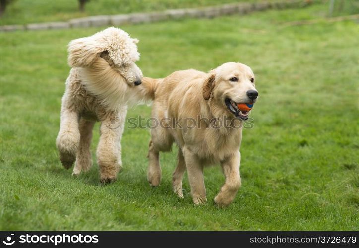 Two full size dogs play fetch the ball together