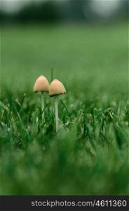 two fungi growing in the green grass