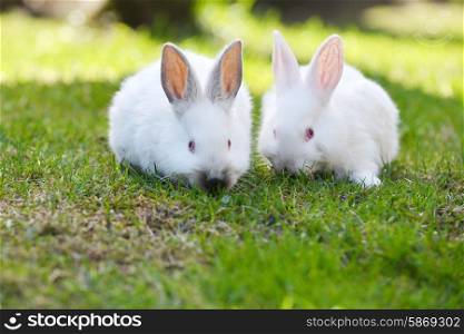 two funny white rabbits in grass