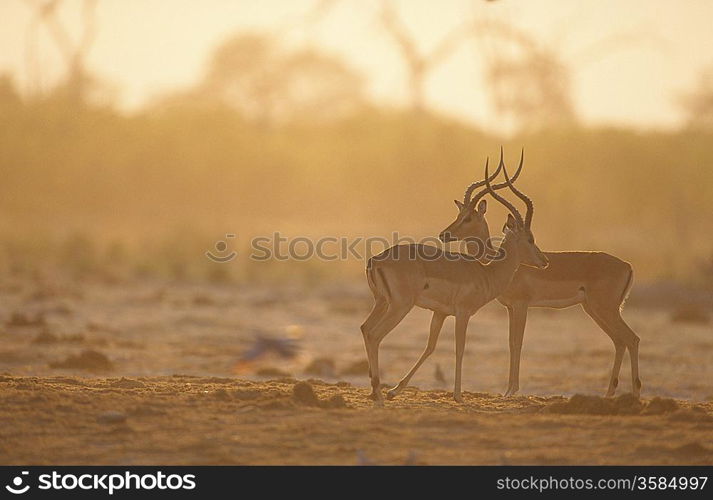 Two Gazelle side by side on savannah