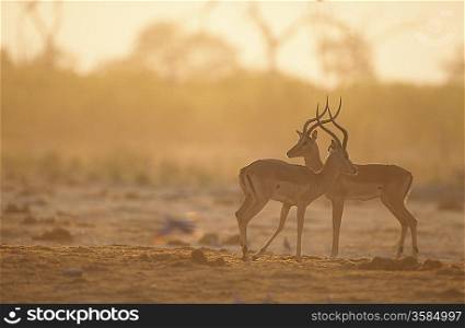 Two Gazelle side by side on savannah