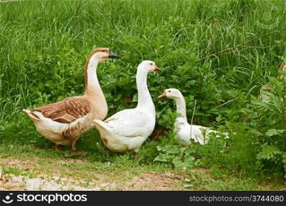 Two geese and goose are grazing in the grass on the meadow