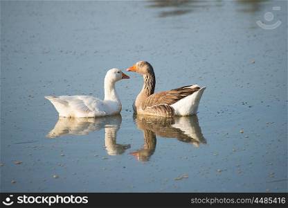 Two geese, male and female, swim together on the river.
