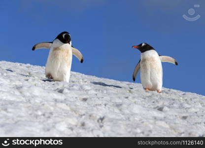 Two Gentoo Penguins (Pygoscelis papua) on the South Shetland Islands in Antarctica.