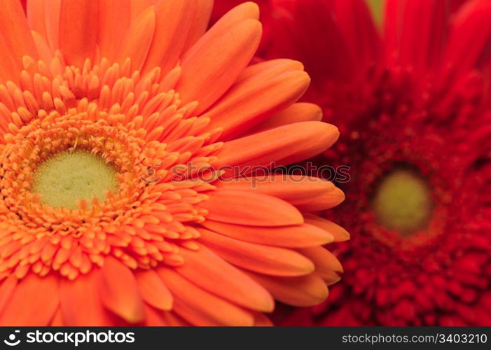 Two gerberas on a white background, close-up shot