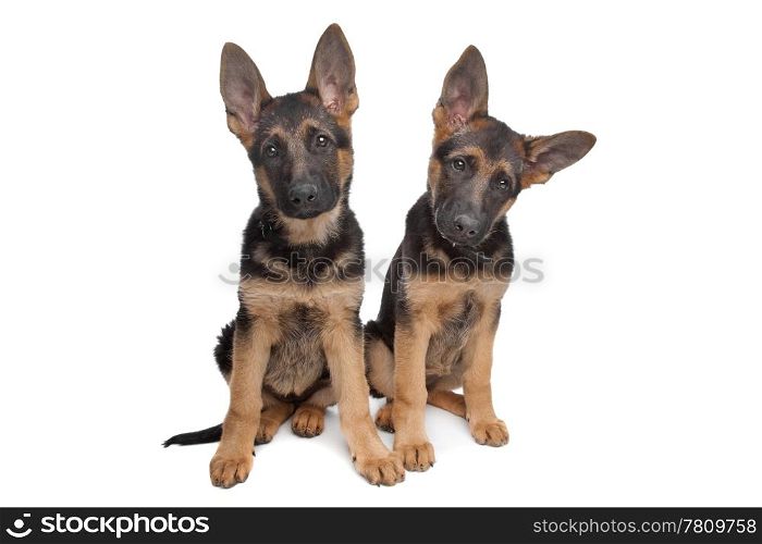 two German shepherd puppies. two German shepherd puppies in front of a white background